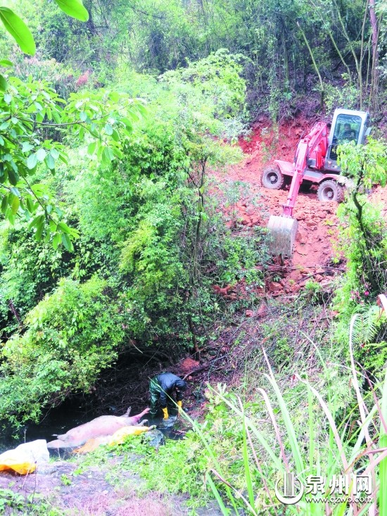 當(dāng)?shù)夭块T組織人員打撈死豬