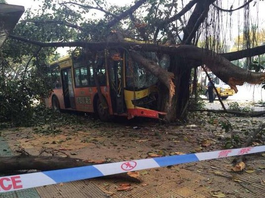 廈一公交車連撞燈桿和大樹(shù)