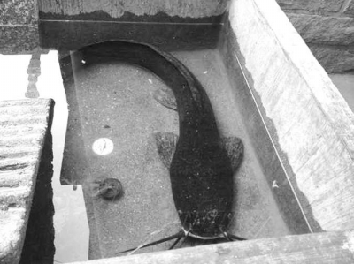 南安干涸農(nóng)田現(xiàn)70厘米“魚(yú)堅(jiān)強(qiáng)”