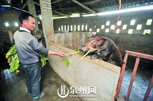 陳永生給野豬喂芥菜