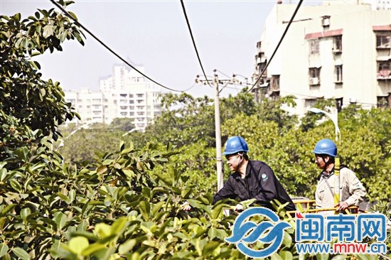 供電人員對高壓線下影響電力線路安全的樹木進行排查