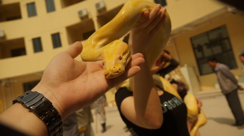 “神獸”黃金蟒在記者手中十分溫順