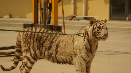 小白虎威風(fēng)地目視觀眾