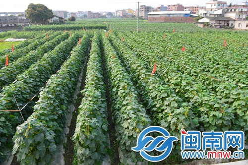 菜農(nóng)很愁，地里這么多黃瓜賣不動