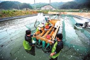 對鰻魚按重量進行分揀