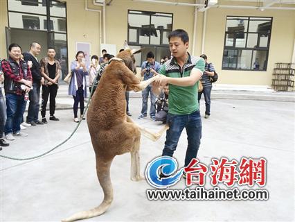 澳洲袋鼠“拳王”