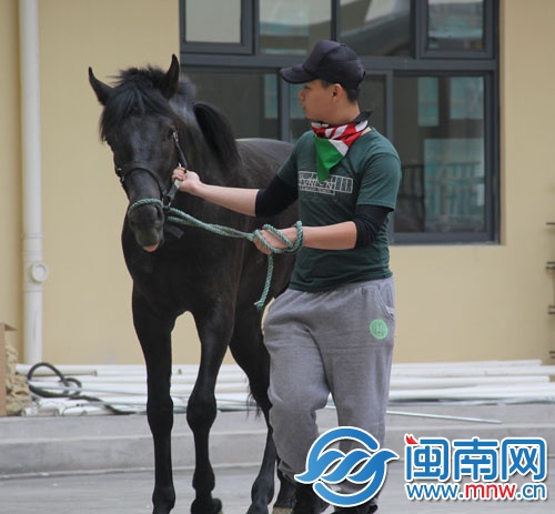 健康教練拉著馬在排練場(chǎng)上“遛彎”