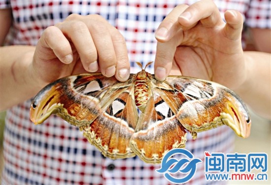 蛇頭蝶的雙翅長(zhǎng)有蛇頭狀的圖案