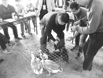 參賽者提起一只鵝，估計(jì)重量