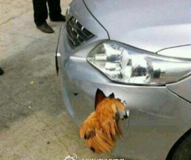 公雞撞上飛馳的轎車