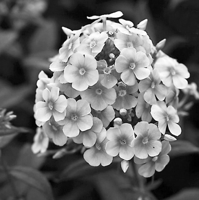 小天藍(lán)繡球（資料圖）