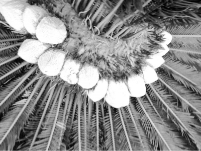 鐵樹 開出15朵花蕾