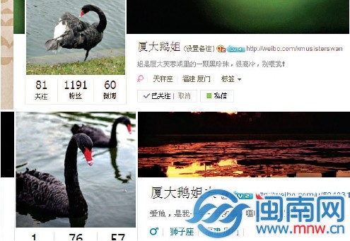廈大學(xué)生為天鵝開(kāi)的兩個(gè)微博號(hào)很有愛(ài)