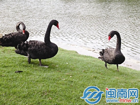 單身的圓圓、芳芳和陽(yáng)陽(yáng)只能相伴安慰，而月月則獨(dú)自