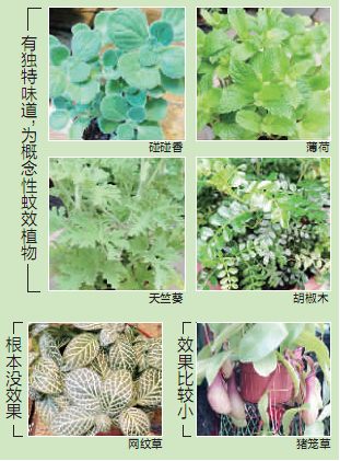 網(wǎng)紋草網(wǎng)不住蚊子