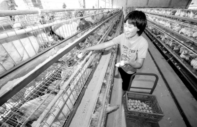 養(yǎng)殖場(chǎng)工人的工作很輕松，只需按電鈕、記數(shù)字，收集