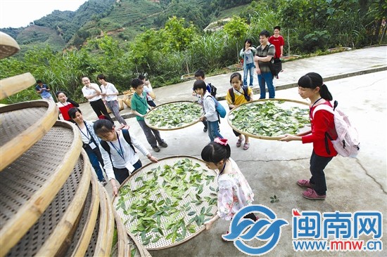 海都小記者 當(dāng)了回小茶農(nóng)