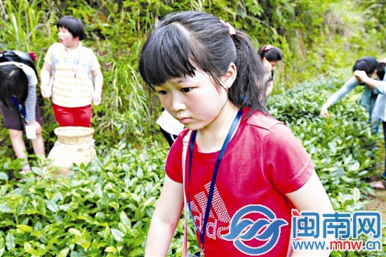 海都小記者 當了回小茶農(nóng)1