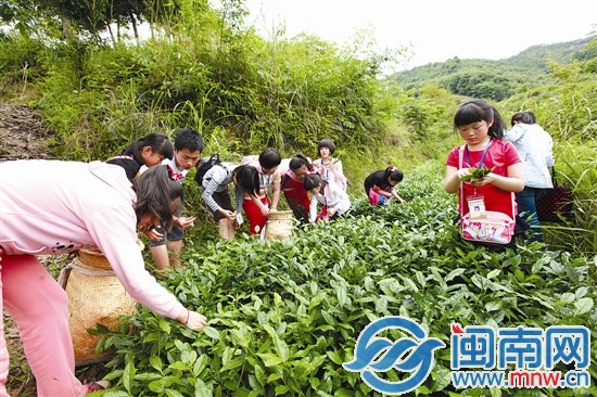 海都小記者 當了回小茶農(nóng)2