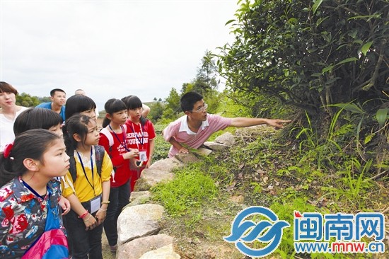 海都小記者 當了回小茶農(nóng)5