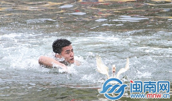 呆萌的鴨子與選手上演了一場水中“賽跑”