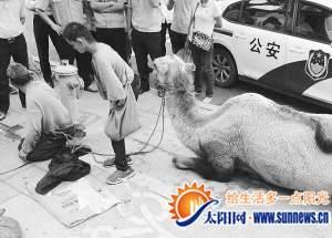 駱駝乞討族吸引許多路人。記者 王俊賢 攝