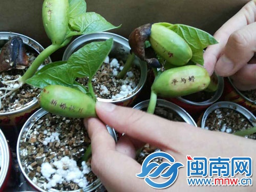 會顯示字的“神奇魔豆”