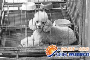 貴賓犬在主人不知情的情況下兩次懷孕。