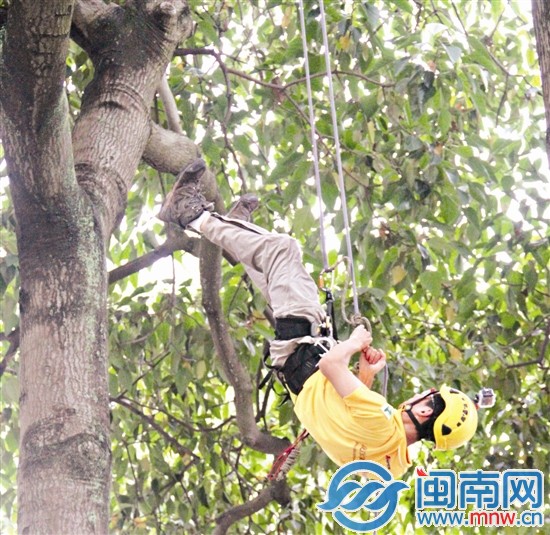 70多位蜘蛛俠樹(shù)冠間挑戰(zhàn)速度1