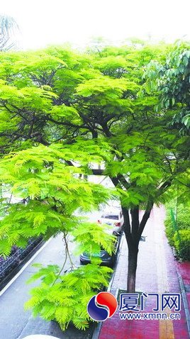 陰雨綿綿讓鳳凰花期推遲