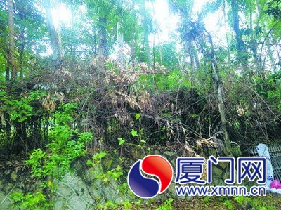 前埔南路靠古樓北里小區(qū)一側(cè)綠化植物枯死，影響居民