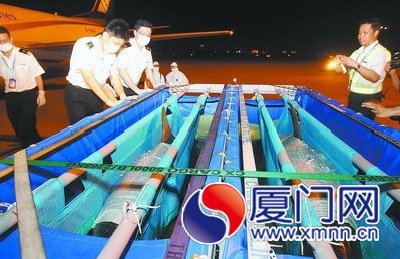 10只海豚分裝在10個(gè)3米多長(zhǎng)的鋼架箱里，受到精心呵