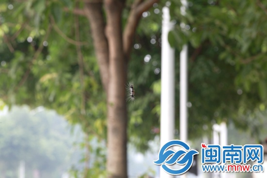 空中掉下一只蟲，攝于南山公園外的人行道