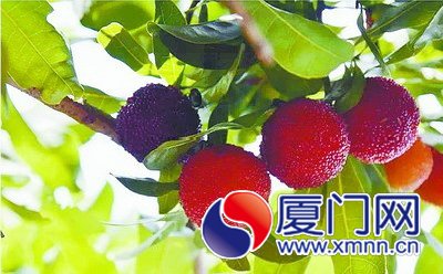 東坪山公園的楊梅掛滿(mǎn)枝頭