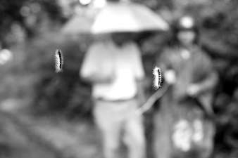 毛蟲懸掛半空，過往行人膽戰(zhàn)心驚。