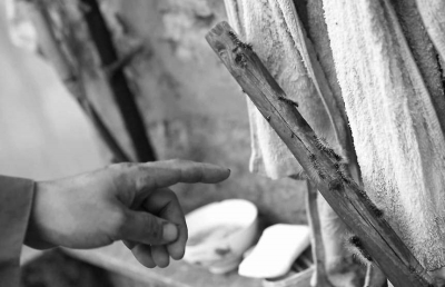 毛蟲“入侵”村民家中。