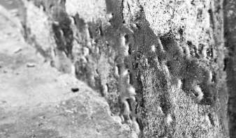 村民家外墻體上爬滿毛蟲。