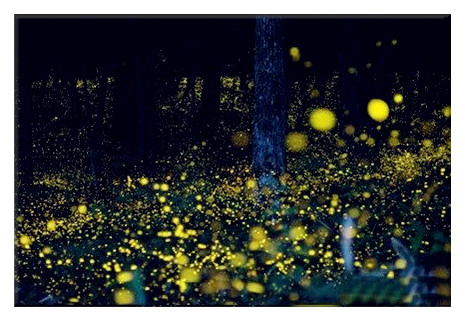 廈門螢火蟲(chóng)主題公園2