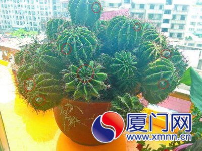 仙人球上一個(gè)個(gè)小黑苞是花苞，再過十多天還會(huì)開花