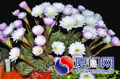 花兒主人拍攝的仙人球開花美景