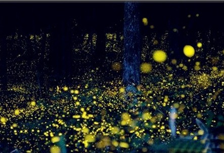 廈門螢火蟲公園