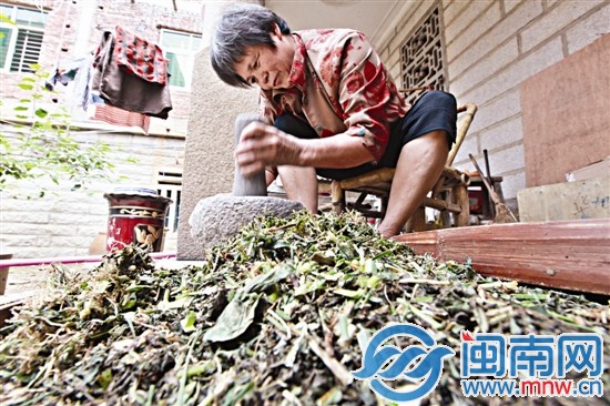 老楊的老伴鄭阿婆正在搗弄茶草