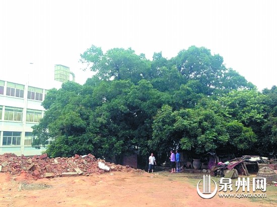 移植大榕樹須向林業(yè)部門提出申請