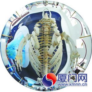 　灰鯨的表皮與骨骼標(biāo)本