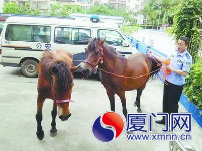 陳警官把馬牽回派出所。