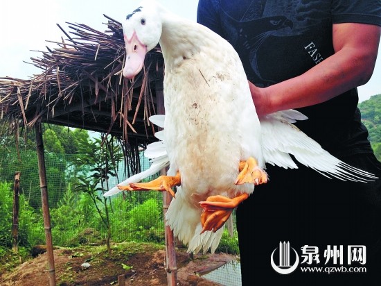 南安市東田鎮(zhèn)桃園村長了3條腿的鴨子