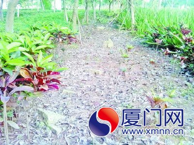 綠化帶被“剃光頭”。