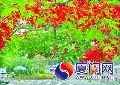 湖濱中路鳳凰花盛開