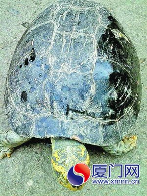 這只龜雖然重17斤，但價(jià)值不大。