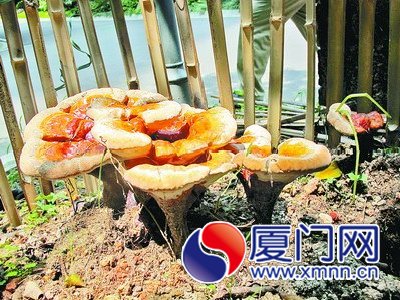 “靈芝”長在草坪上，被一個直徑約50厘米的小護欄圍